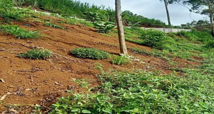 Lahan Cabai Warga Rusak Akibat Urugan: PT Ultra Peternakan Bandung Selatan Tak Bertanggung Jawab