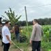 Polda Jambi Tinjau SPPG dan Program Jagung Pakan di Polres Tanjab Barat