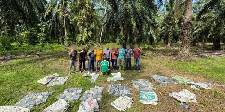 Penyelundupan 188 Kg Narkotika Digagalkan, Sabu Disembunyikan di Kebun Sawit
