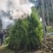 Bea Cukai Lhokseumawe Musnahkan Ribuan Batang Ganja di Aceh Utara