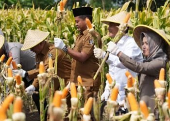 DPRD Kabupaten Blitar Dukung Panen Raya Jagung, Dorong Kemandirian Pangan Daerah