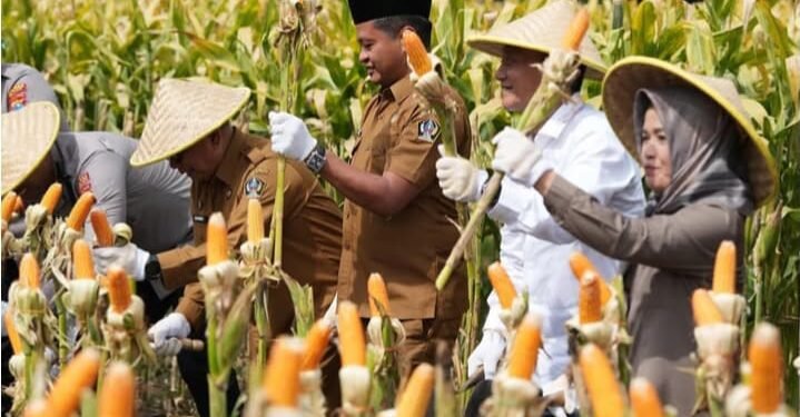 DPRD Kabupaten Blitar Dukung Panen Raya Jagung, Dorong Kemandirian Pangan Daerah