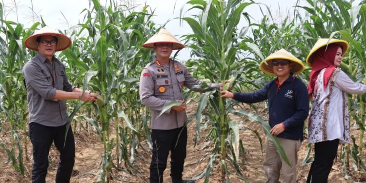 Dukung Program Swasembada Pangan, Polresta Jambi Pimpin Panen Raya Jagung Serentak Kuartal III