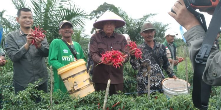 Panen Raya Cabai Merah, Bupati Muaro Jambi Dorong Penguatan Ketahanan Pangan