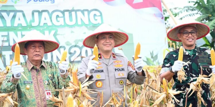 Panen Raya Jagung Kuartal I 2026, Wakapolda Jambi Dorong Sinergi Petani dan Pemerintah